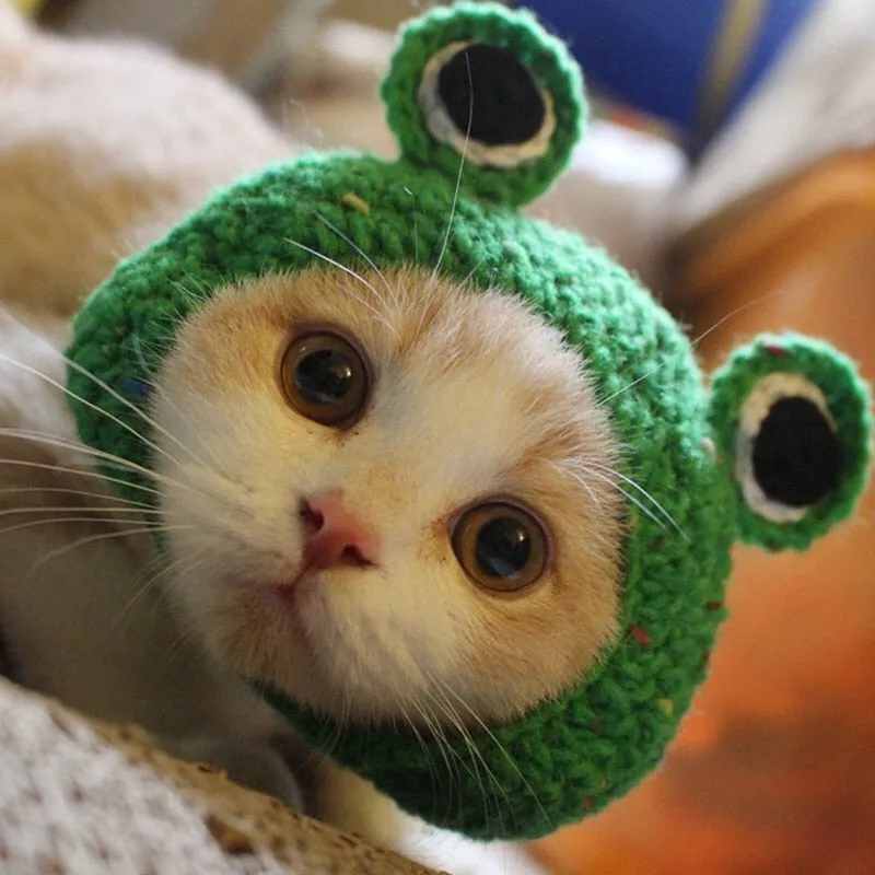 Knitted Frog Hat | Cat Costume